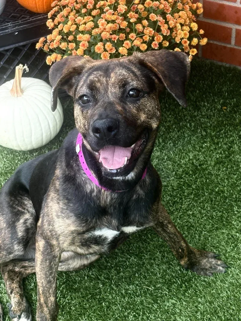 A baby medium-sized female Plott Hound dog named Remy for adoption in Oxford, MI