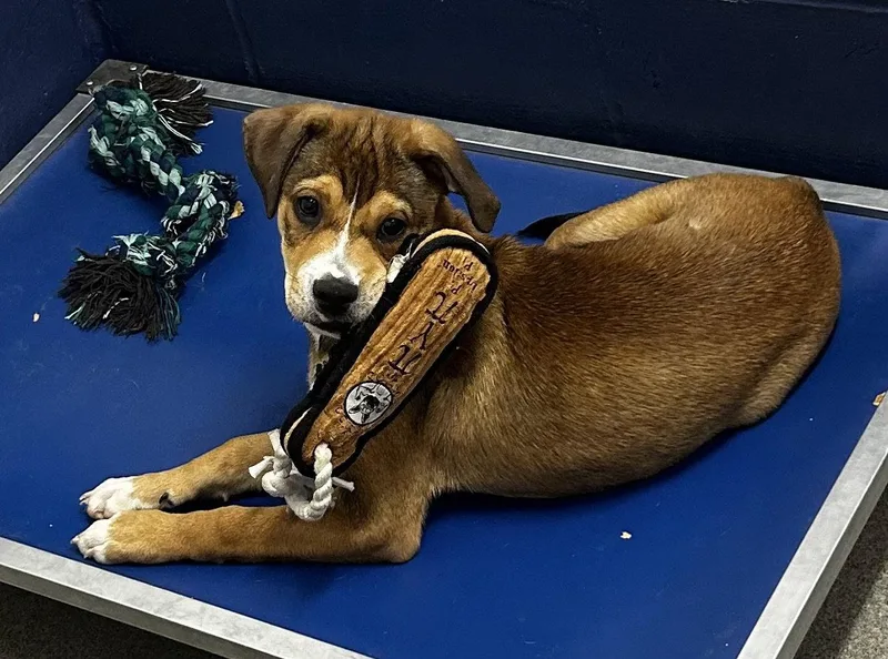 A young medium-sized male Boxer dog named Kirby mo for adoption in Sterling, MA