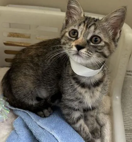 A baby small-sized female Domestic Short Hair cat named A Thelmapetco West Ashley for adoption in North Charleston, SC