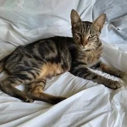 An adult medium-sized female Gray / Blue / Silver Domestic Short Hair cat named Ariella for adoption in West Palm Beach, FL