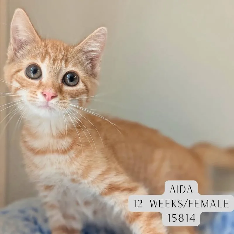 Aida