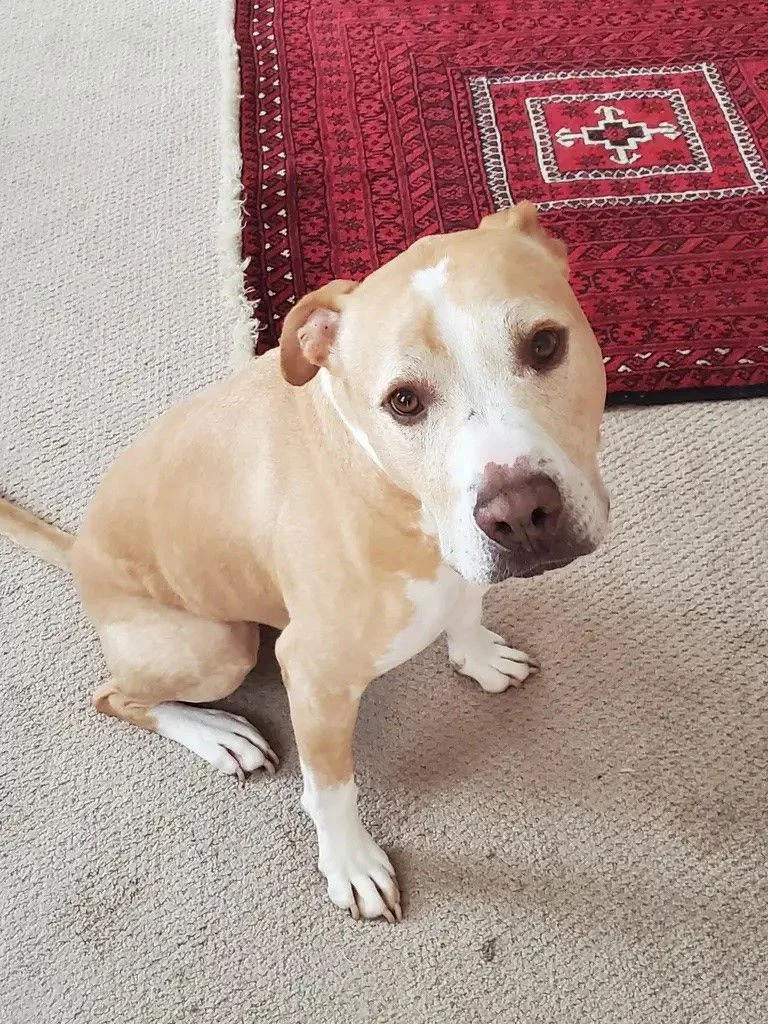 Snuggles Courtesy Listing