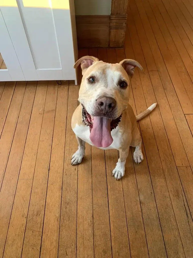 Snuggles Courtesy Listing thumbnail 2