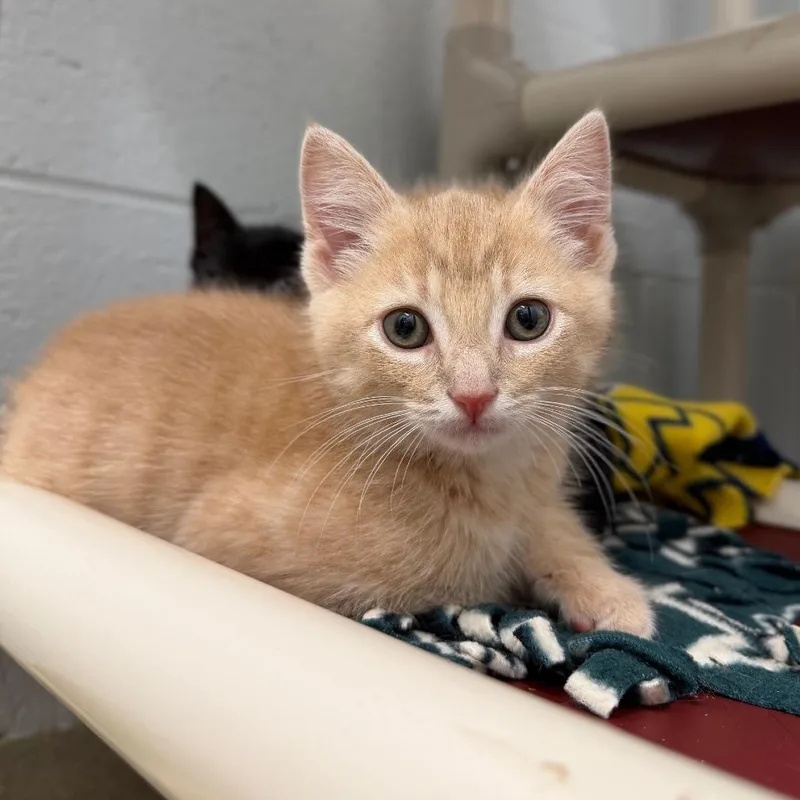 A baby small-sized male Orange / Red Domestic Short Hair cat named Thunder for adoption in Marshall, VA