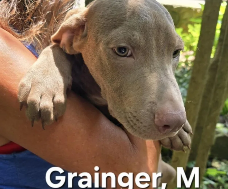 Grainger
