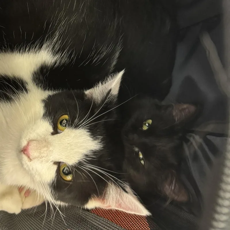 A young small-sized female Black Domestic Medium Hair cat named Lewisa for adoption in Morgantown, WV