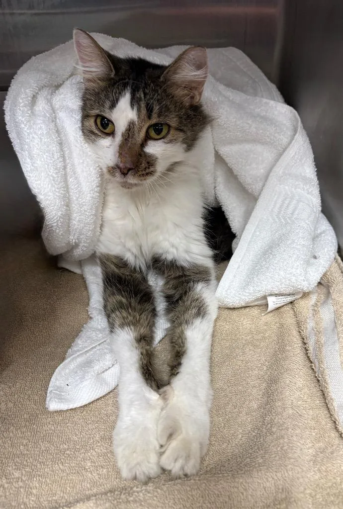 An adult medium-sized female Domestic Medium Hair cat named Shenandoah for adoption in Little Rock, AR