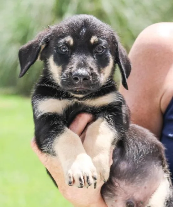 A baby medium-sized male Mixed Breed dog named Wallace for adoption in Groveland, MA