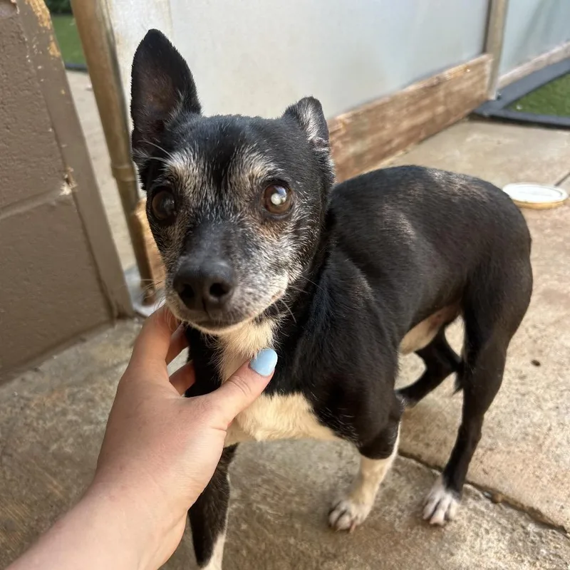 A senior small-sized male White / Cream Chihuahua dog named Ivan for adoption in Brownsboro, AL