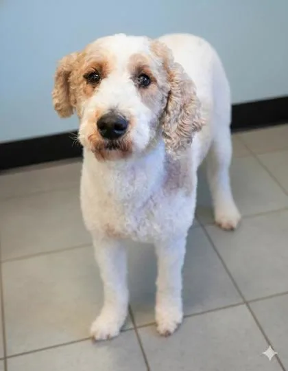An adult large-sized male Standard Poodle dog named Arlo for adoption in Bowling Green, KY