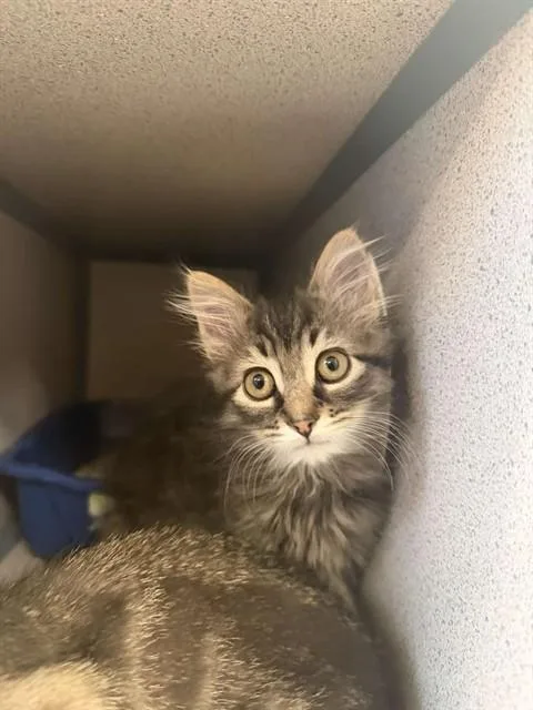 A baby small-sized male Domestic Short Hair cat named Gunther for adoption in Aliquippa, PA