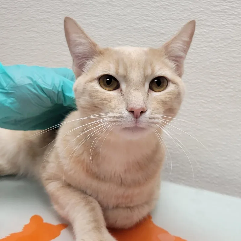 A young medium-sized male Orange / Red Domestic Short Hair cat named Bibble for adoption in Albuquerque, NM