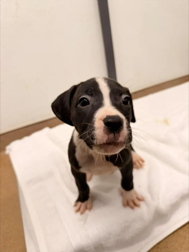 A baby small-sized female Pit Bull Terrier dog named Brook for adoption in Hayward, CA