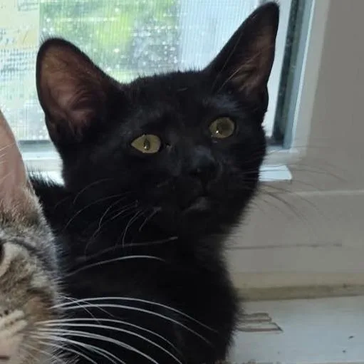 A baby small-sized female Black Domestic Short Hair cat named Coffepot for adoption in Troy, IL
