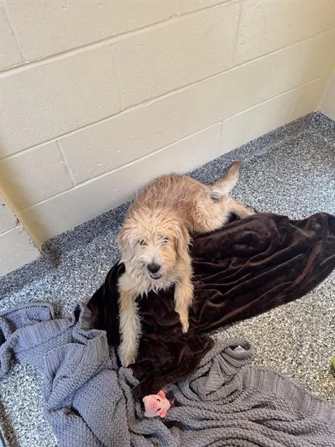 A young medium-sized male Poodle dog named Rivera for adoption in Brewster, MA