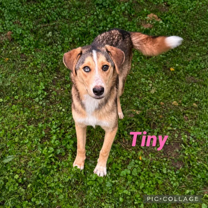 Tiny