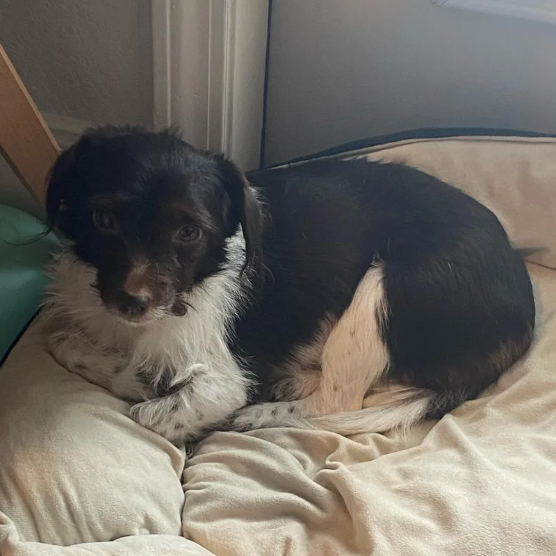 An adult small-sized female Brown / Chocolate Terrier dog named Princess for adoption in Lake Jackson, TX