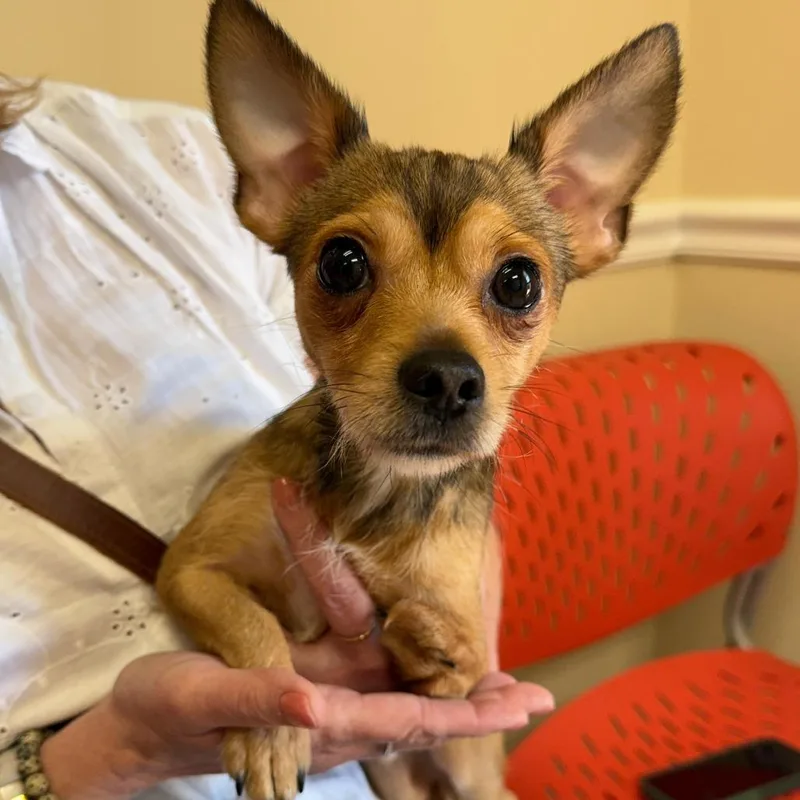An adult small-sized male Chihuahua dog named Andy for adoption in Cumming, GA