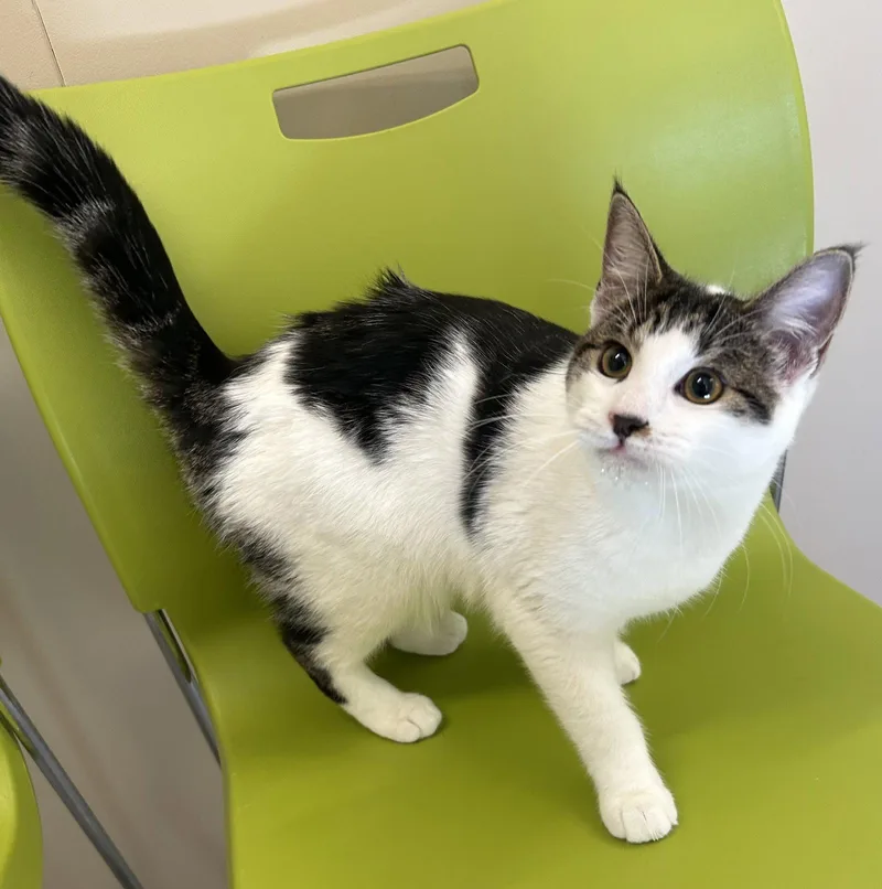 A young medium-sized female Domestic Short Hair cat named Xena for adoption in Arlington, VT
