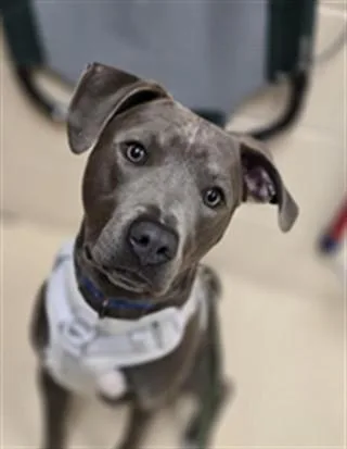 A young large-sized male Labrador Retriever dog named Herb for adoption in Aliquippa, PA