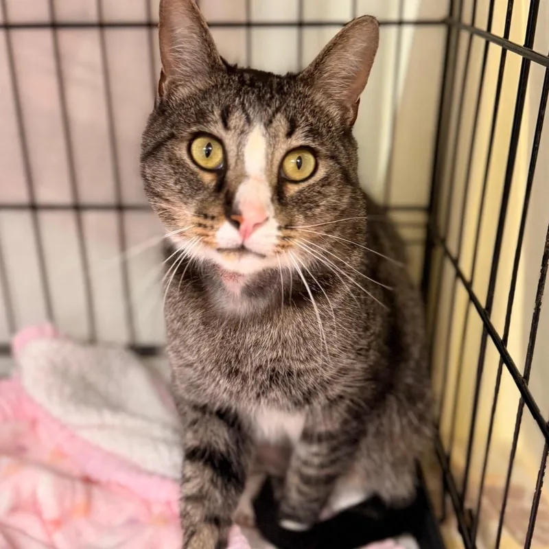 An adult medium-sized male Domestic Short Hair cat named Carl for adoption in Cumming, GA