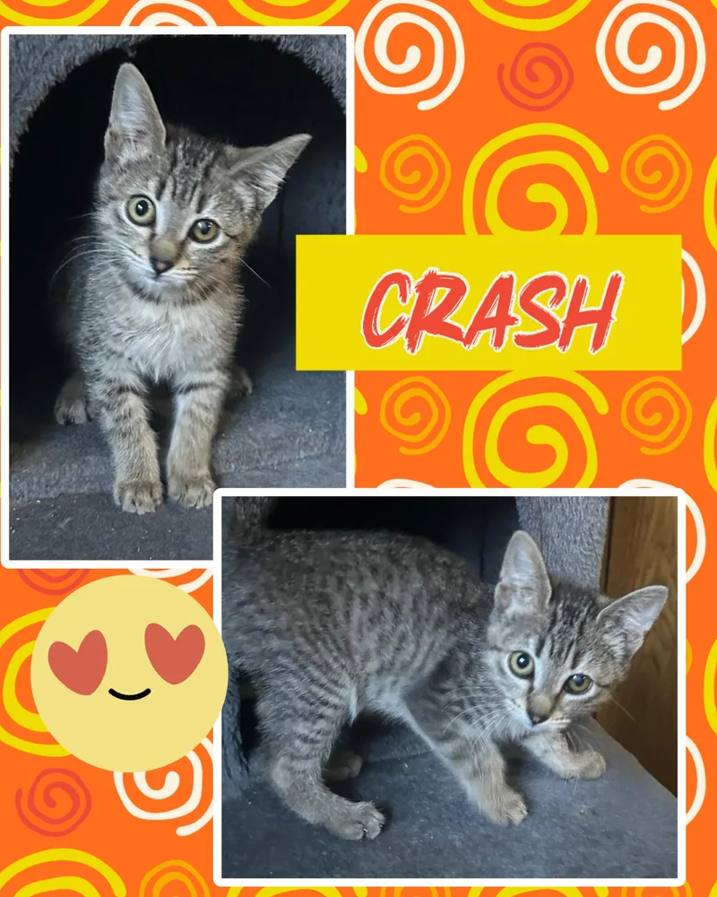 A baby medium-sized male Tabby (Gray / Blue / Silver) Tabby cat named Crash for adoption in Pasco, WA