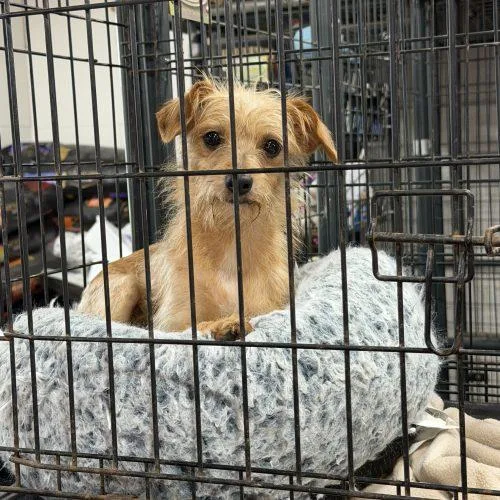 A baby small-sized female Apricot / Beige Miniature Schnauzer dog named Amity for adoption in Matthews, IN