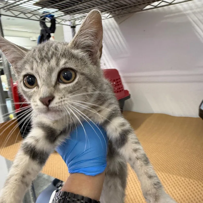 A baby small-sized female Gray / Blue / Silver Domestic Short Hair cat named Gwen Stefani for adoption in Long Beach, CA