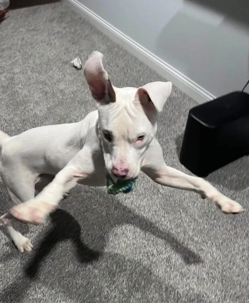 A young large-sized male White / Cream Pit Bull Terrier dog named Garth for adoption in Randleman, NC