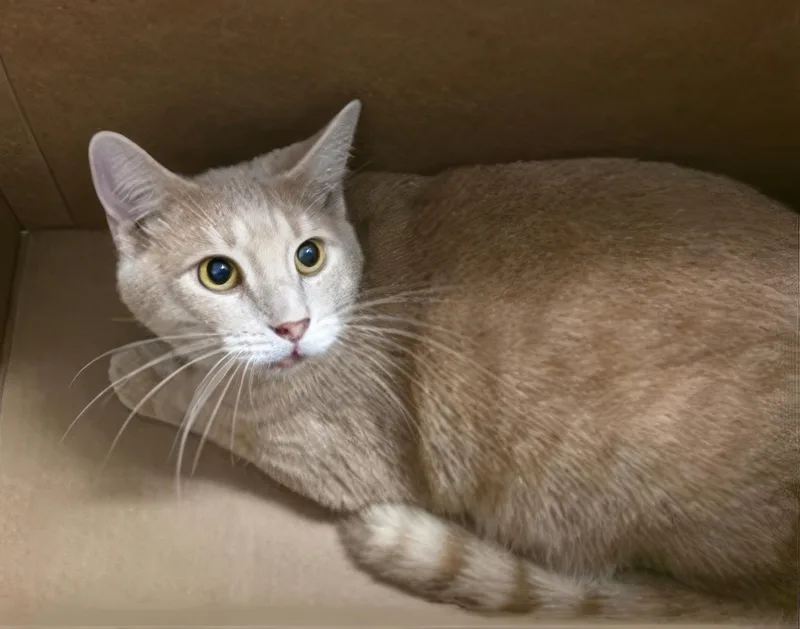 A young medium-sized male Tabby (Buff / Tan / Fawn) Domestic Short Hair cat named Hamilton for adoption in Nashville, TN