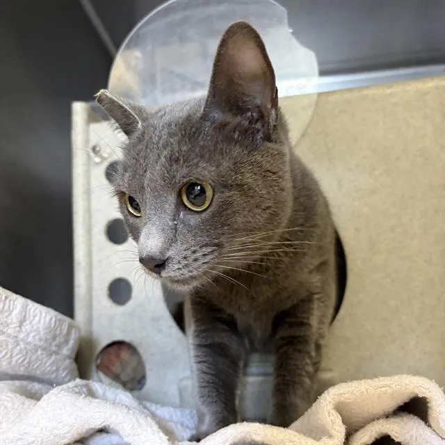 An adult small-sized female Domestic Short Hair cat named Storm for adoption in Camarillo, CA