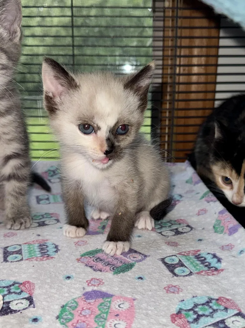 A baby small-sized female Calico Domestic Short Hair cat named Sunday for adoption in Hartland, MI