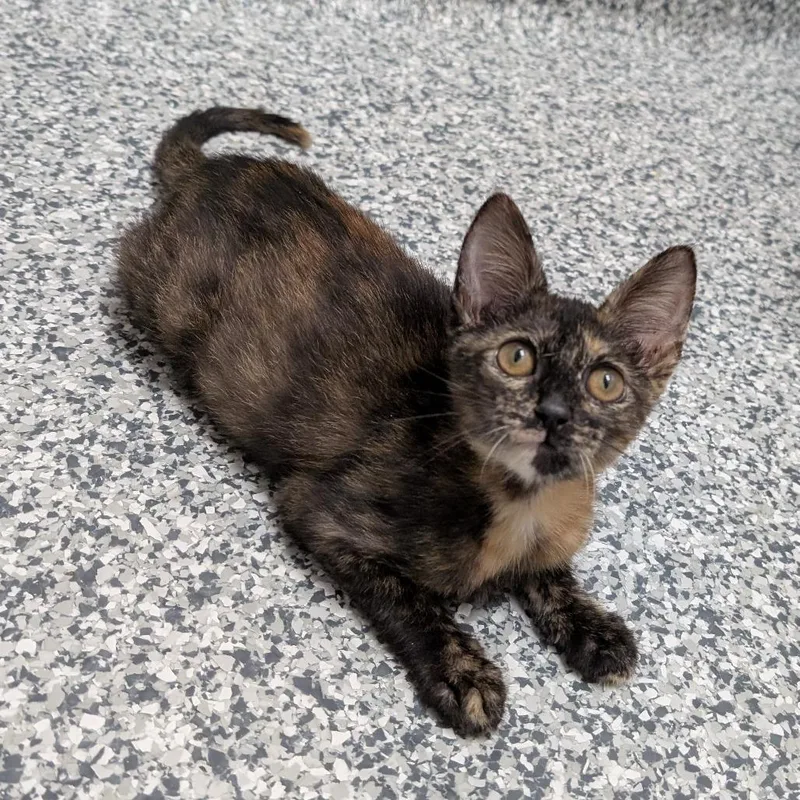 Cleo thumbnail 2