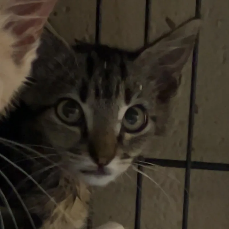 A baby small-sized male Gray / Blue / Silver American Shorthair cat named Jack for adoption in Monroeville, AL