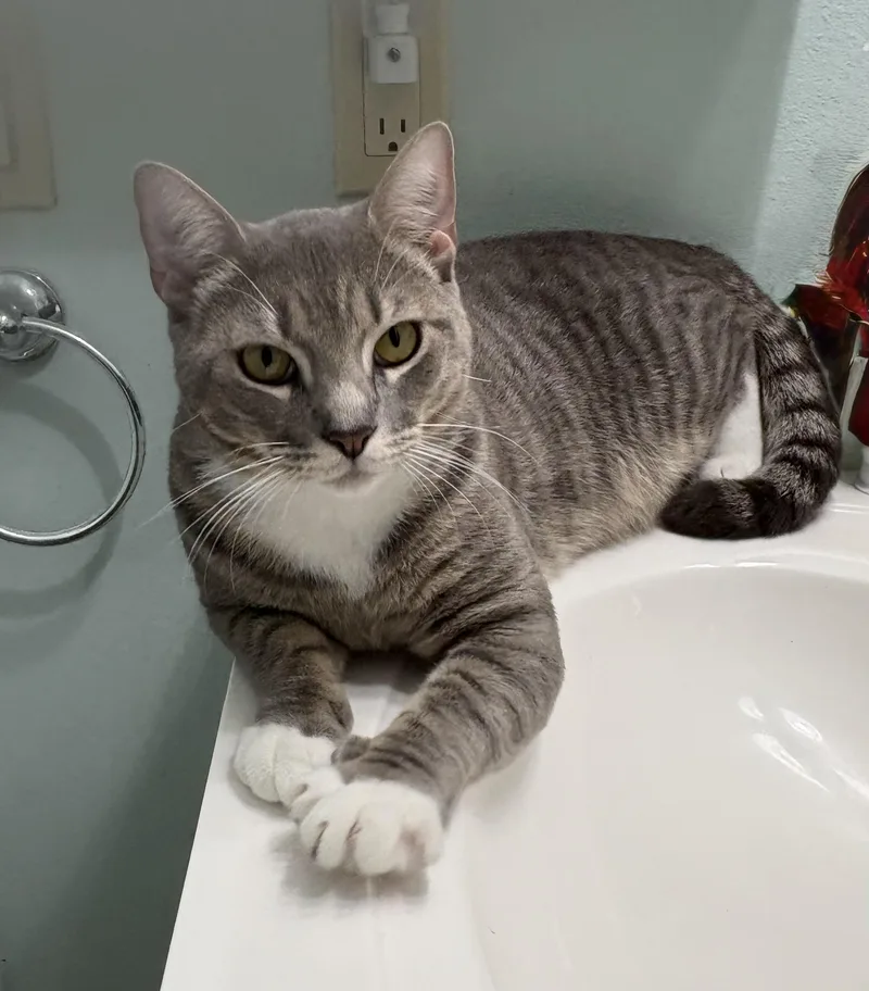 A young medium-sized male Gray / Blue / Silver Domestic Short Hair cat named Jake for adoption in Brooksville, FL