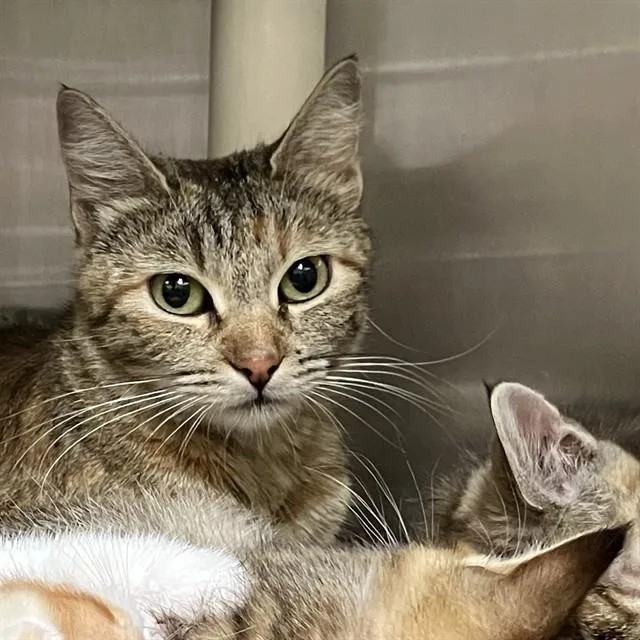A young small-sized female Domestic Short Hair cat named Gouda for adoption in Alameda, CA