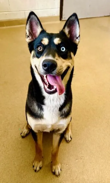 A young large-sized male Australian Kelpie dog named Waldo for adoption in Derwood, MD