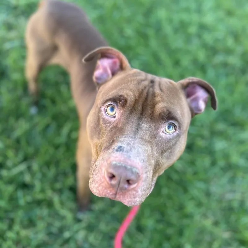 Turkey Tom thumbnail 2