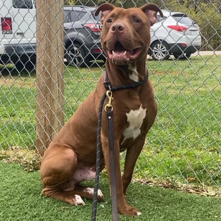 Turkey Tom thumbnail 3