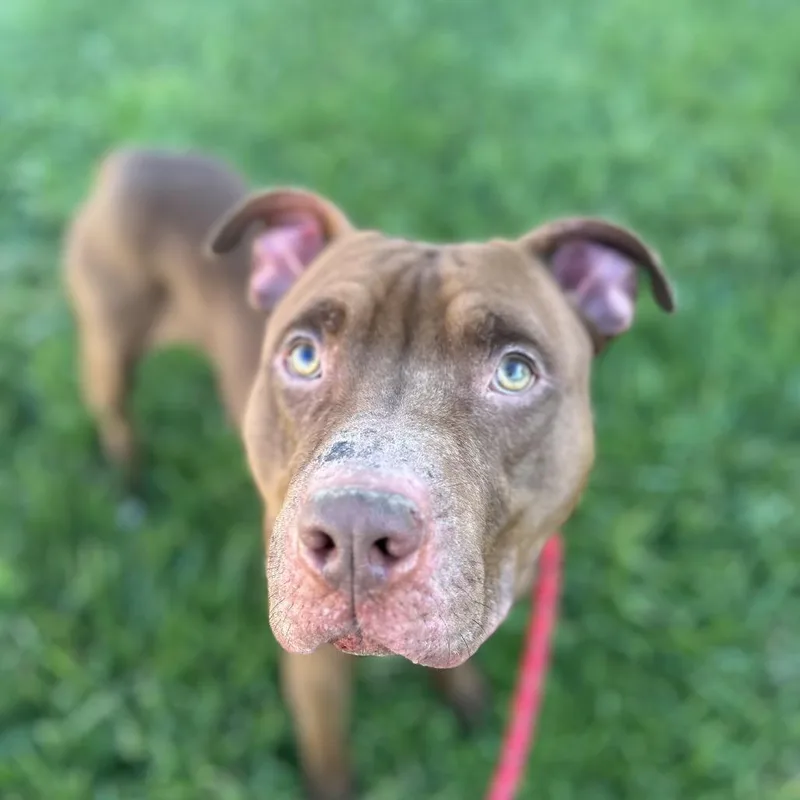 Turkey Tom thumbnail 4