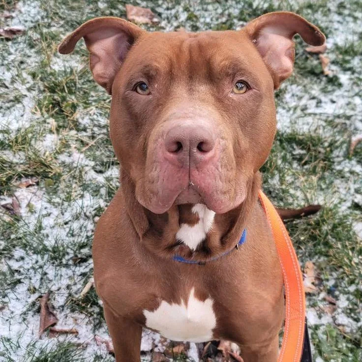 Turkey Tom thumbnail 5