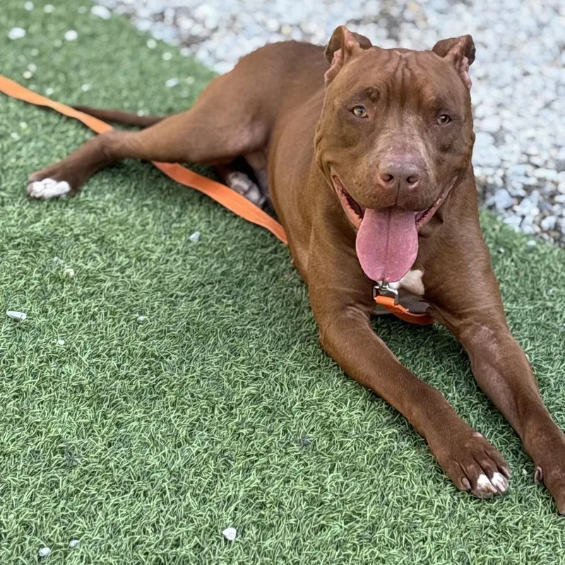 Turkey Tom thumbnail 6