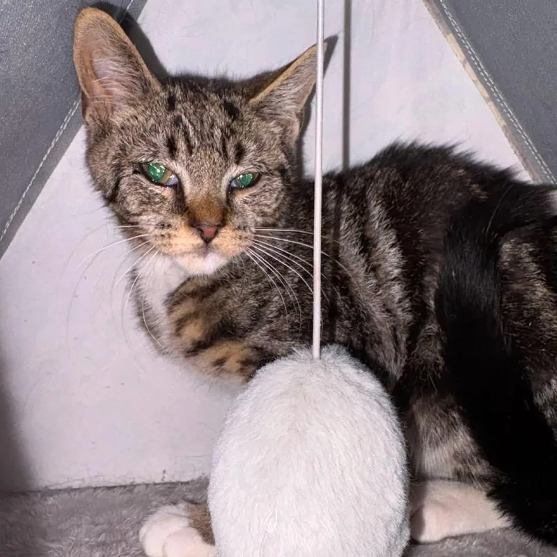 A baby small-sized male Brown / Chocolate Domestic Short Hair cat named Famous for adoption in Long Island City, NY