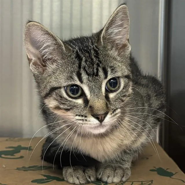 A baby small-sized male Domestic Short Hair cat named Gorgon for adoption in St. Louis, MO