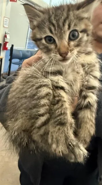 A baby small-sized male Domestic Short Hair cat named Moonie for adoption in Dallas, TX