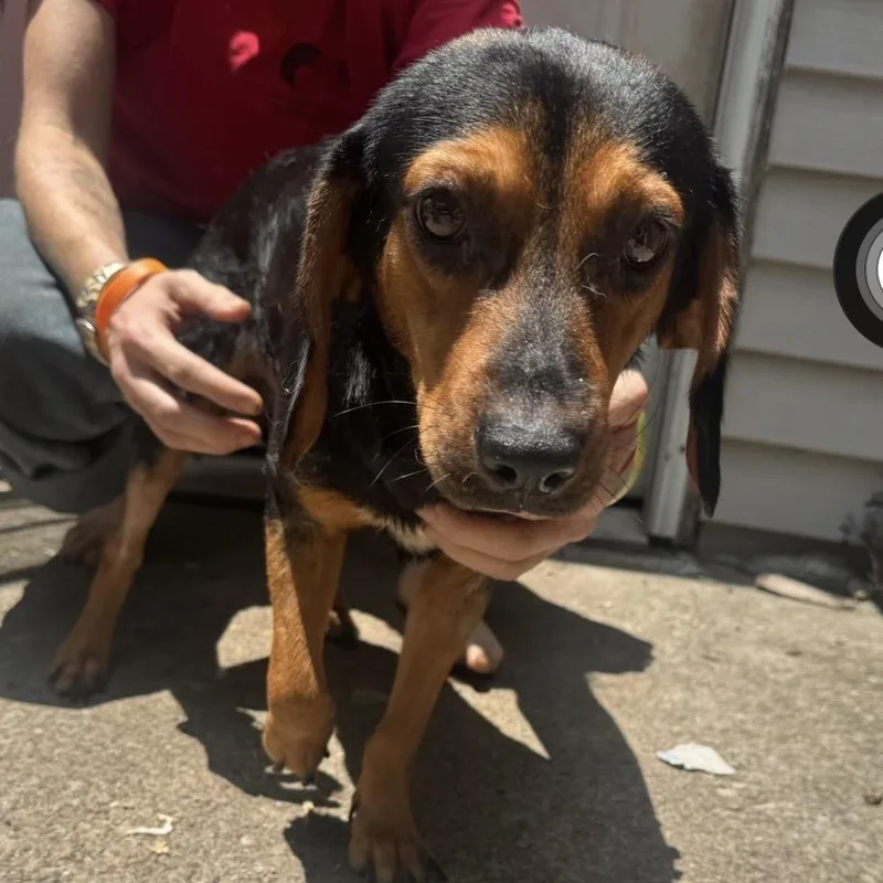 A young medium-sized male Brown / Chocolate Mixed Breed dog named Pez for adoption in Springboro, OH