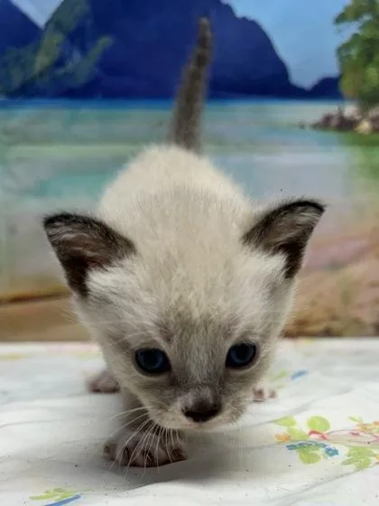 Chat