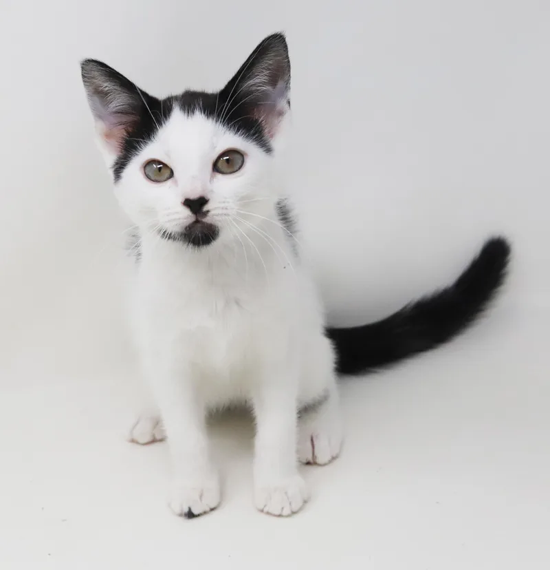 A baby small-sized female White Turkish Van cat named Liza Is So Darn for adoption in Bedford Hills, NY