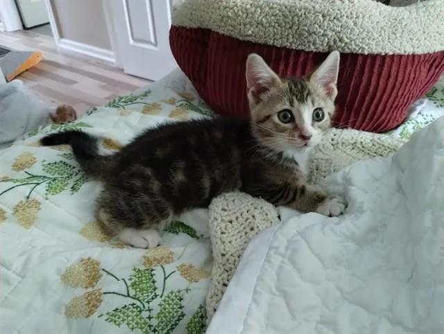 A baby small-sized male Domestic Short Hair cat named Nimbus for adoption in Louisville, KY