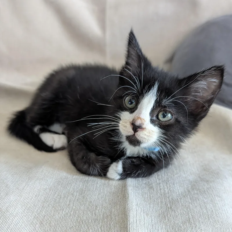 A baby medium-sized male Black & White / Tuxedo Domestic Short Hair cat named Elmer for adoption in Portland, OR